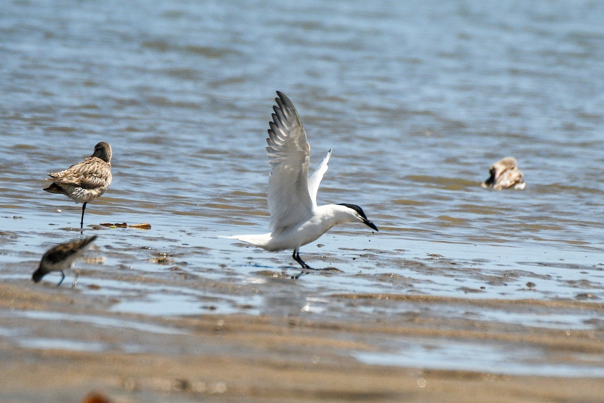 Australian Tern - ML643796913