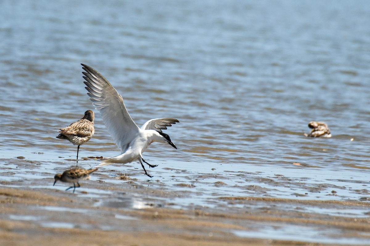 Australian Tern - ML643796914