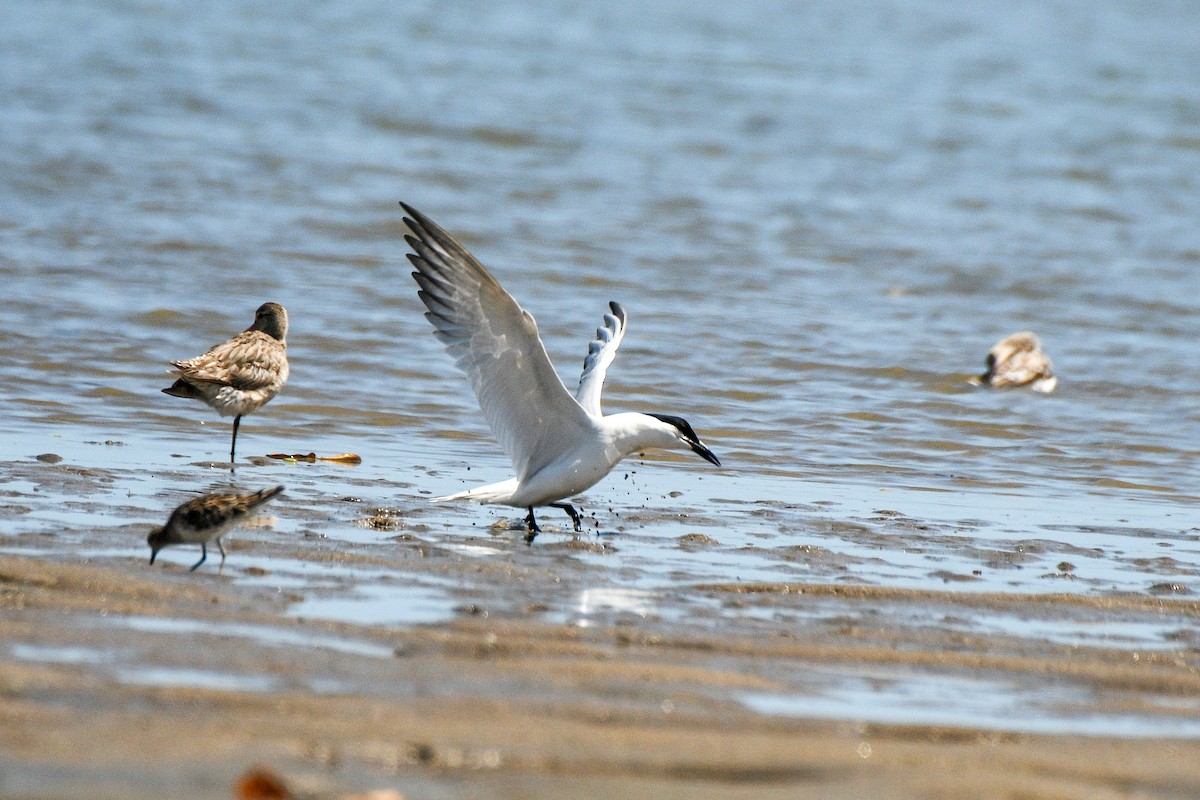 Australian Tern - ML643796915