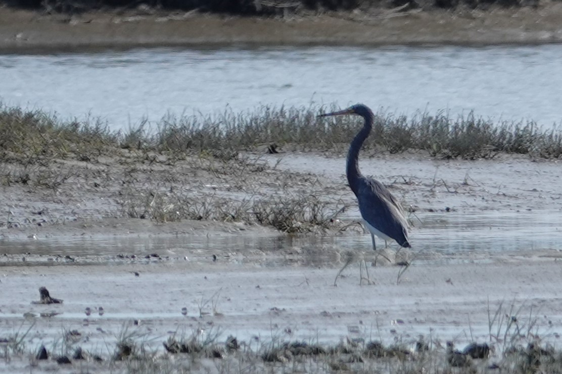 Tricolored Heron - ML643796919
