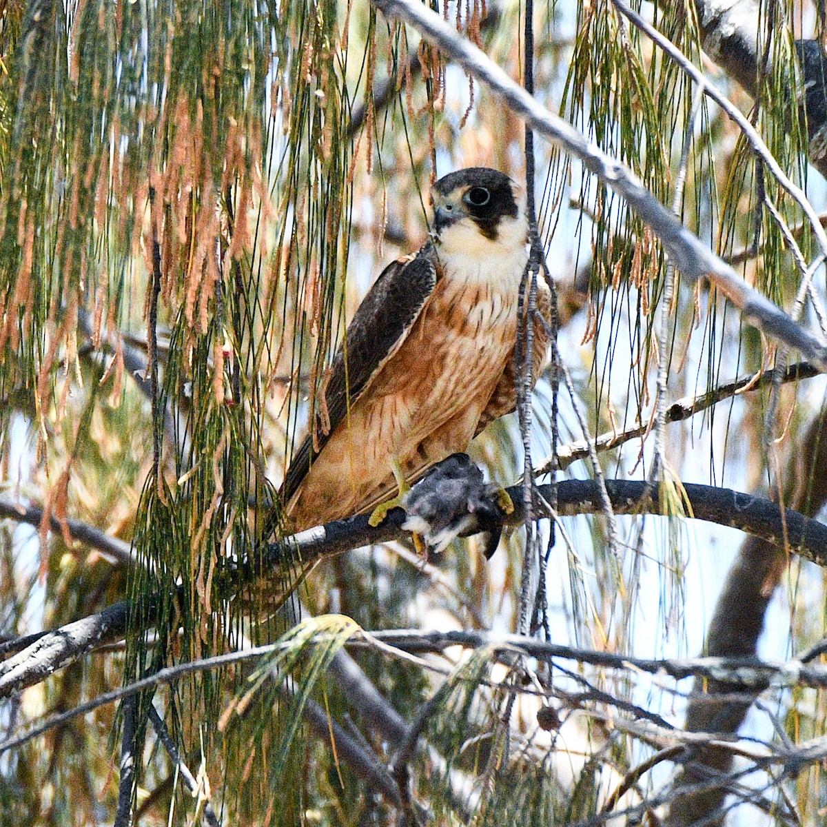 Australian Hobby - ML643796935