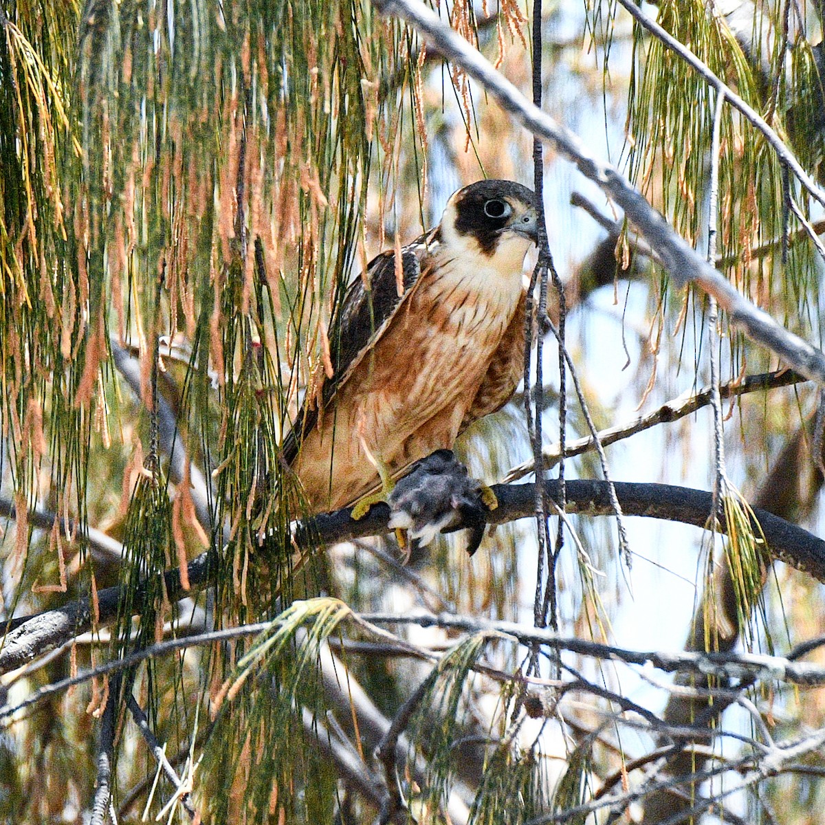 Australian Hobby - ML643796936