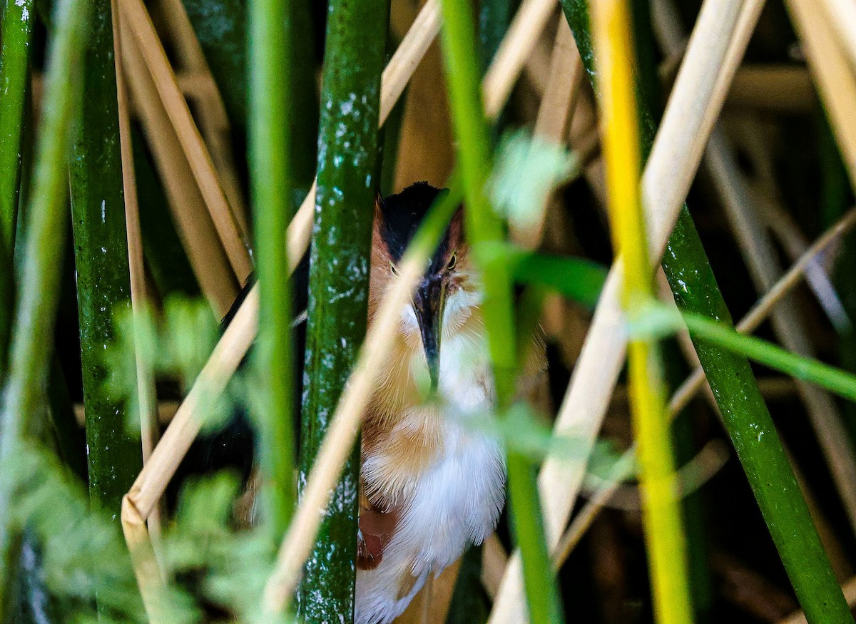 Least Bittern - ML643796940