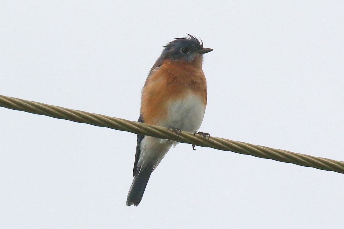 Eastern Bluebird - ML643796956