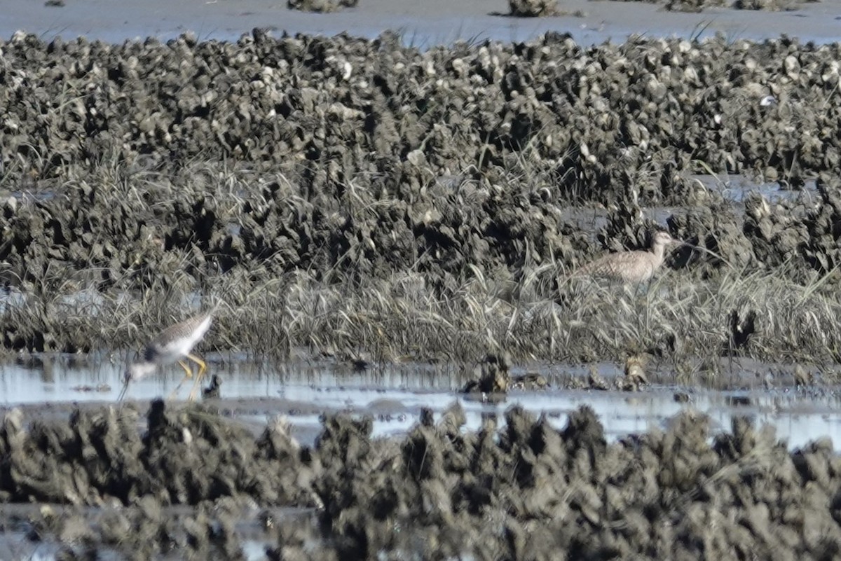 Hudsonian Whimbrel - ML643796957
