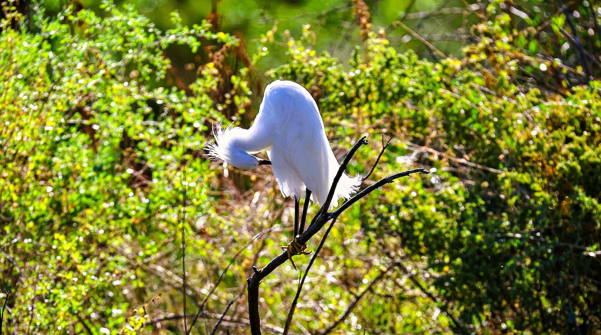 Snowy Egret - ML643796996