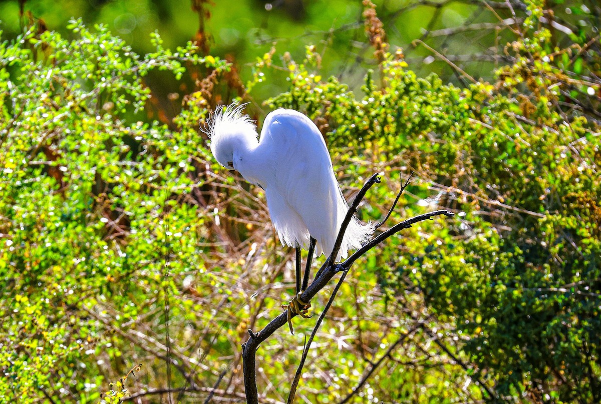 Snowy Egret - ML643796997