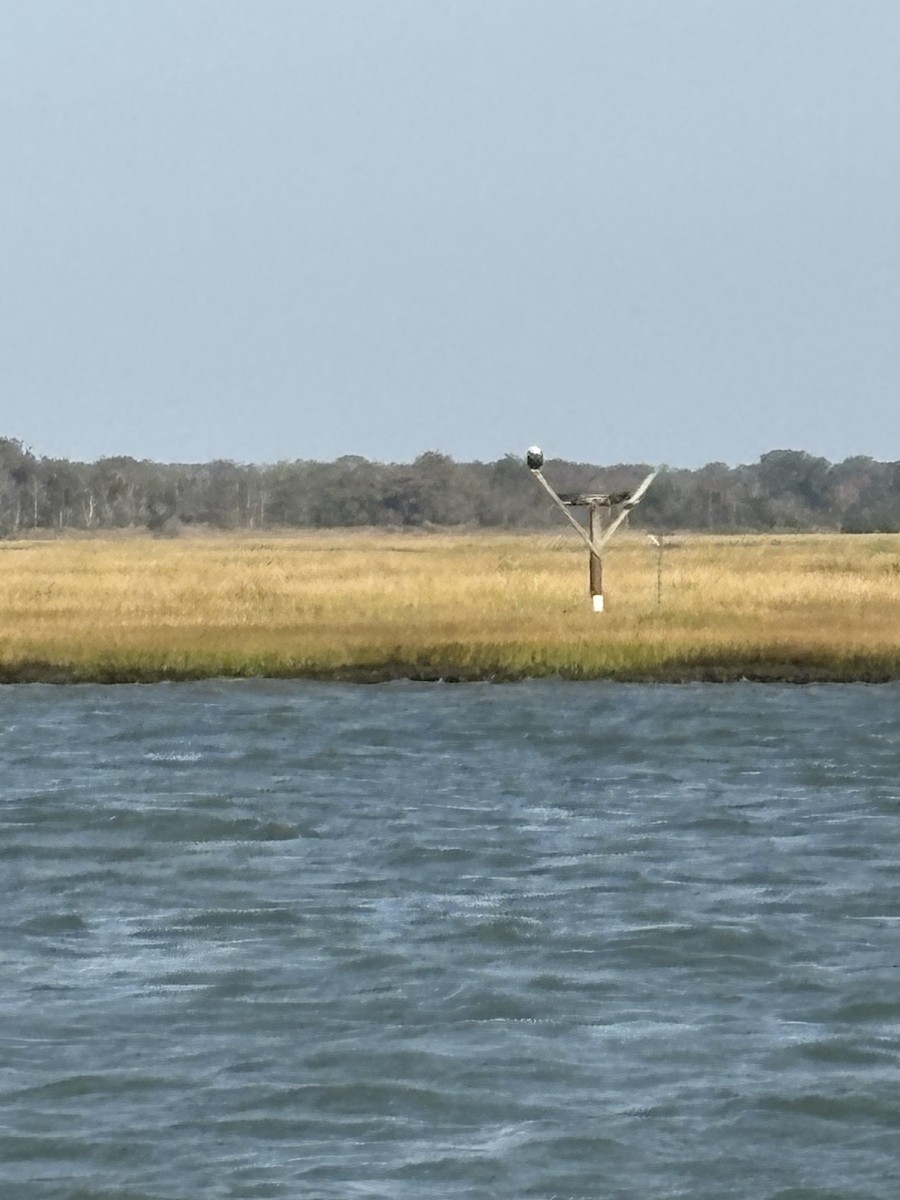 Bald Eagle - ML643797051