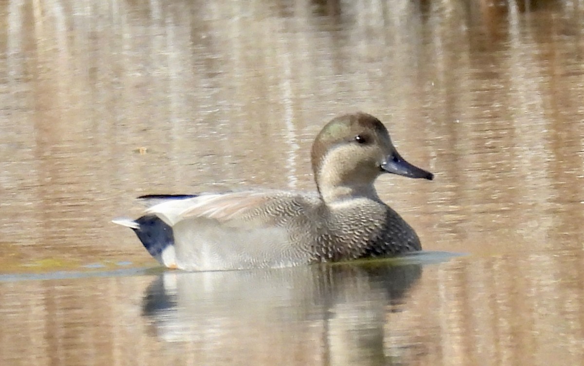 Ánade Friso - ML643797110