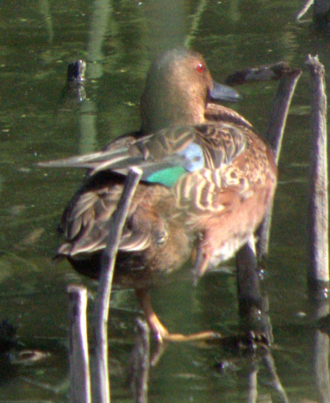 Cinnamon Teal - ML643797112
