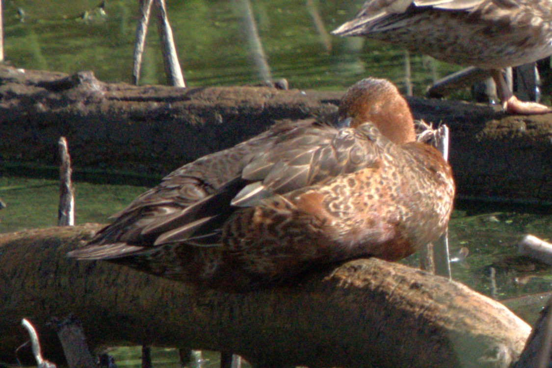 Cinnamon Teal - ML643797113