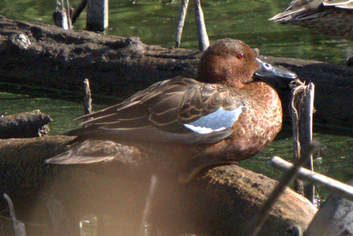Cinnamon Teal - ML643797114