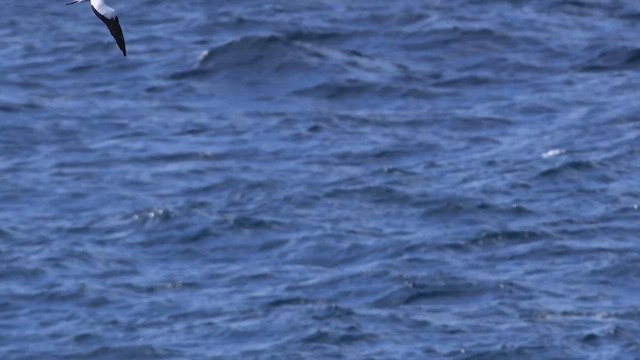 Australasian Gannet - ML643797121