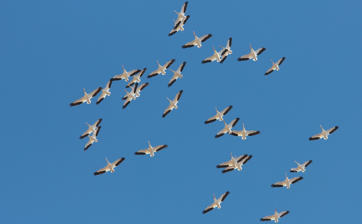 Pélican d'Amérique - ML643797122