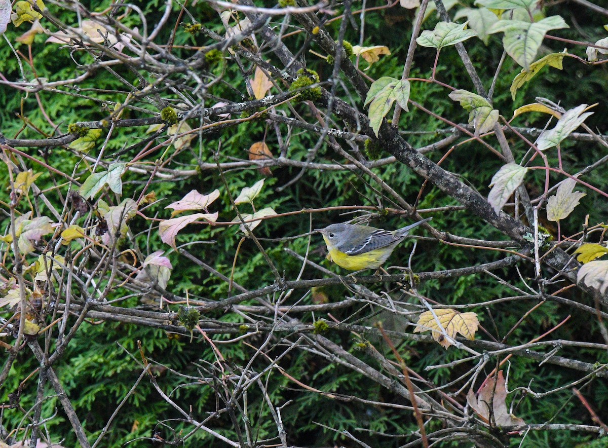 シロオビアメリカムシクイ - ML643797155