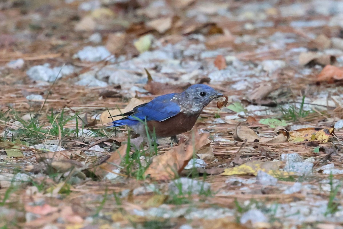 Eastern Bluebird - ML643797162
