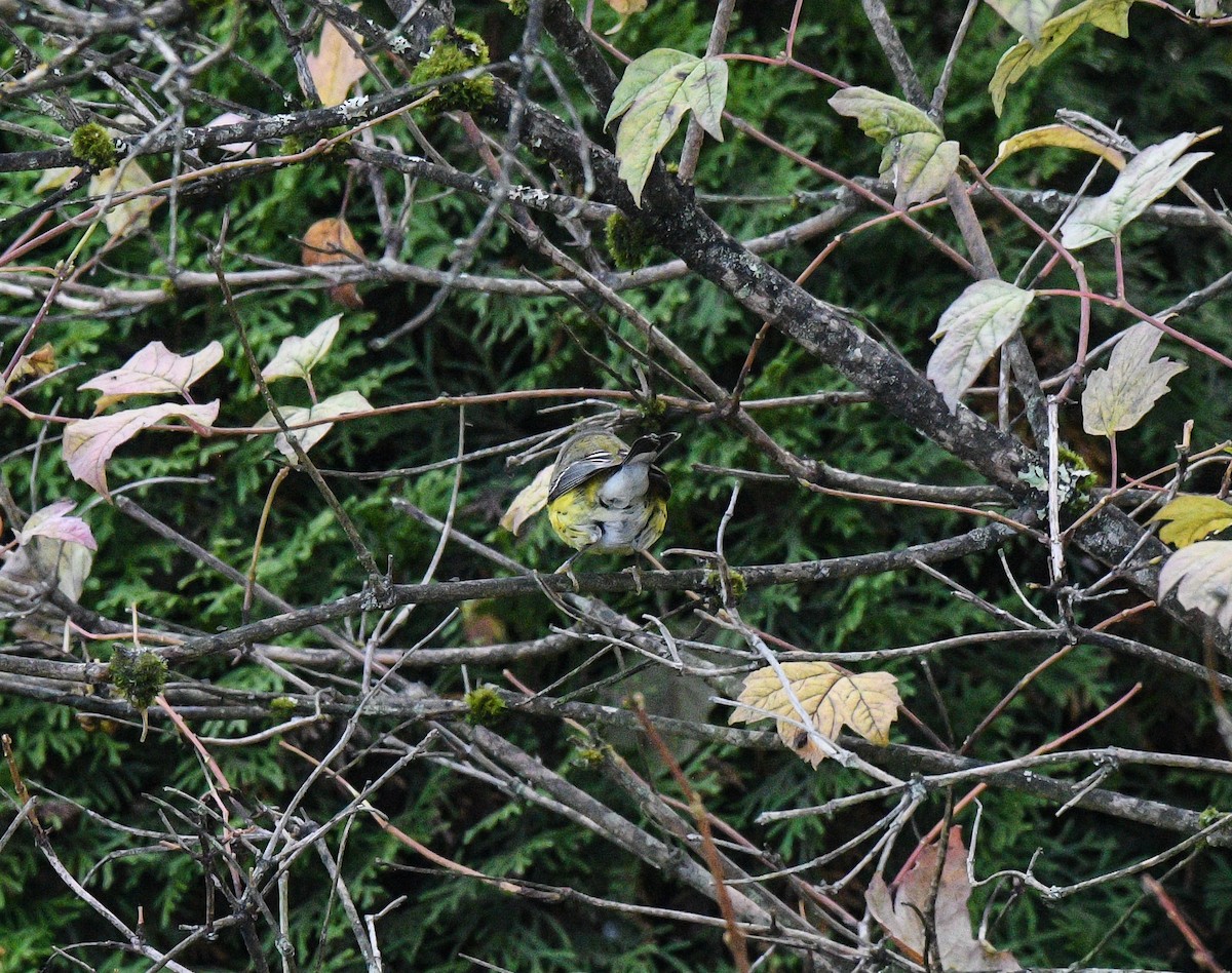 シロオビアメリカムシクイ - ML643797171