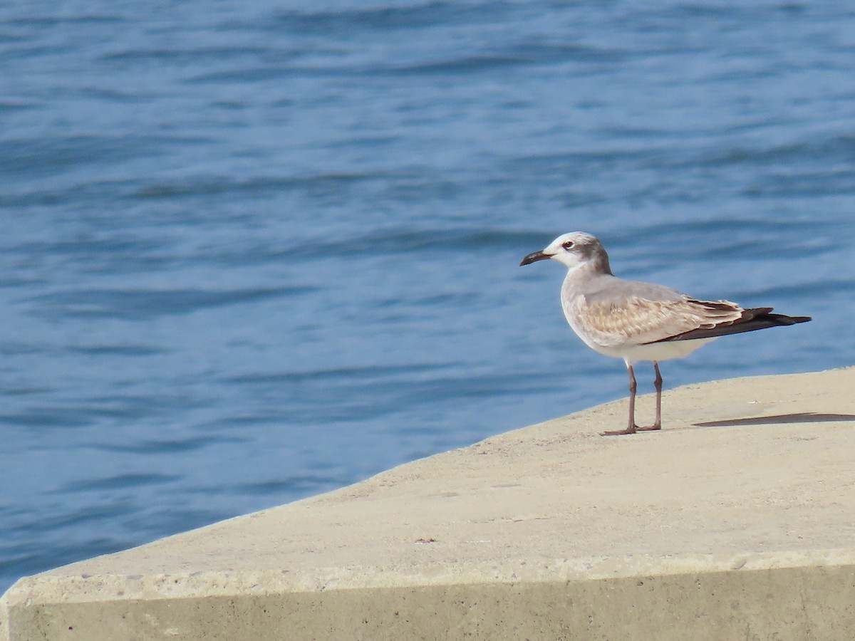 Laughing Gull - ML643797174