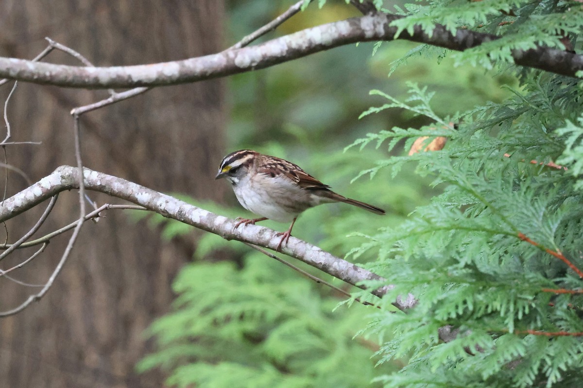 White-throated Sparrow - ML643797186