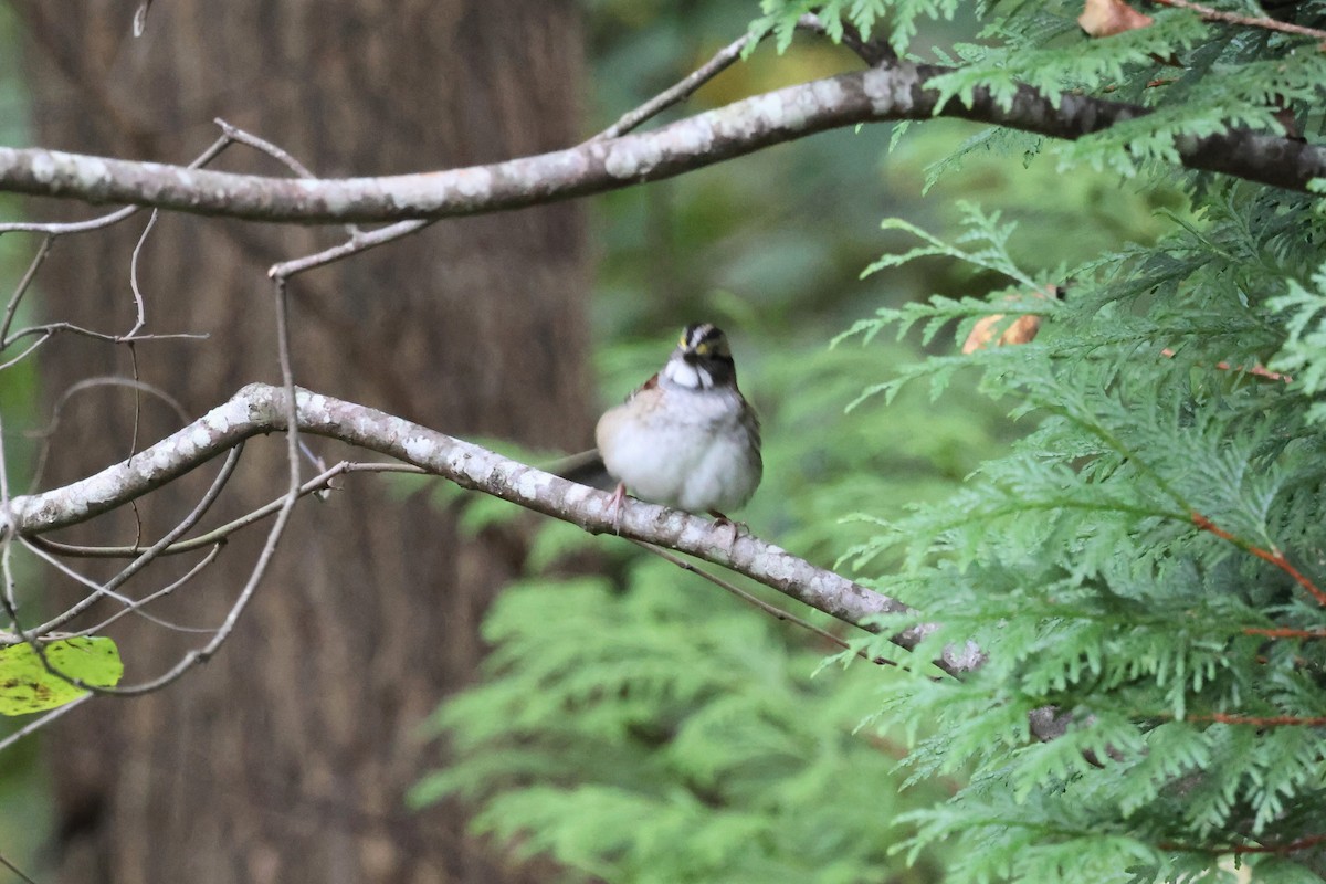 White-throated Sparrow - ML643797187