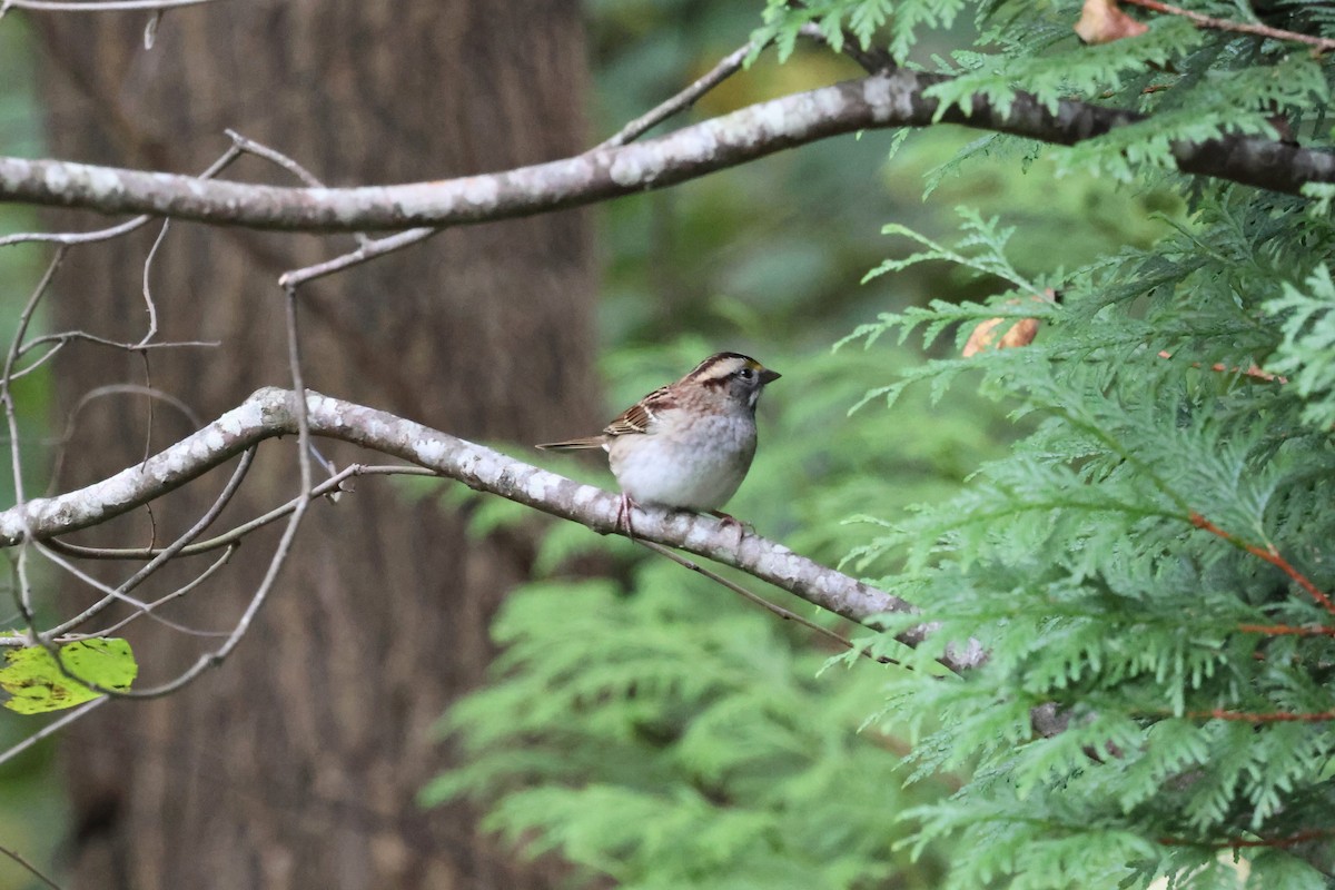 White-throated Sparrow - ML643797188