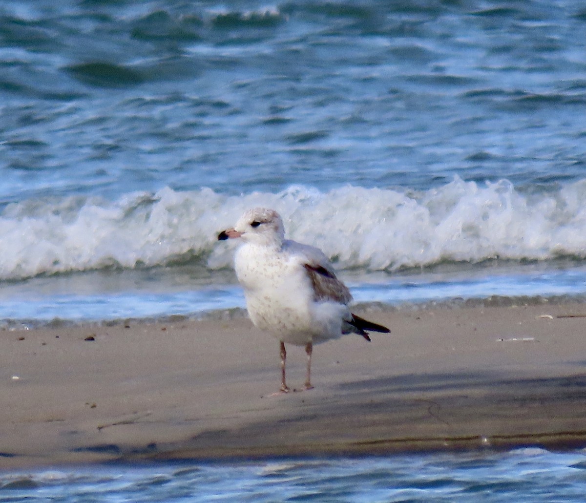 Ring-billed Gull - ML643797197