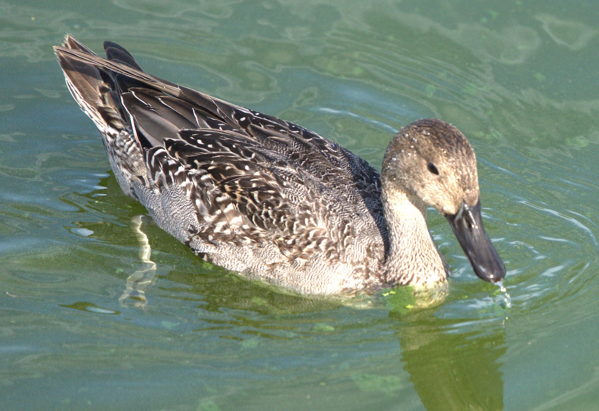 stjertand - ML643797200