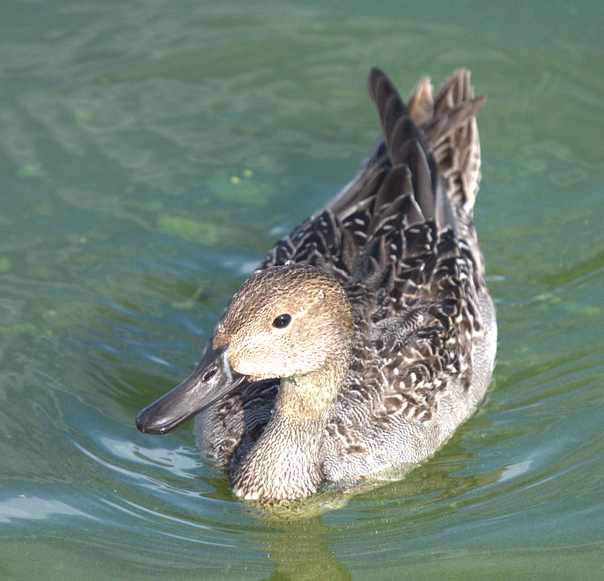 stjertand - ML643797201