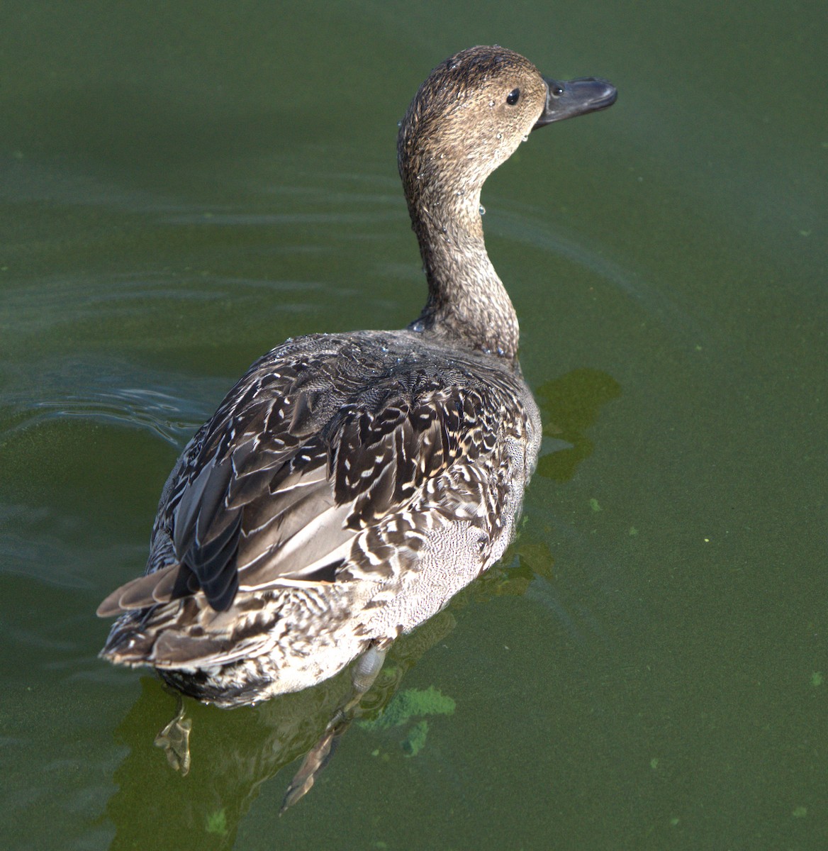 stjertand - ML643797202