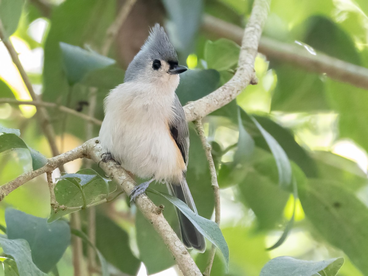 Tufted Titmouse - ML643797208