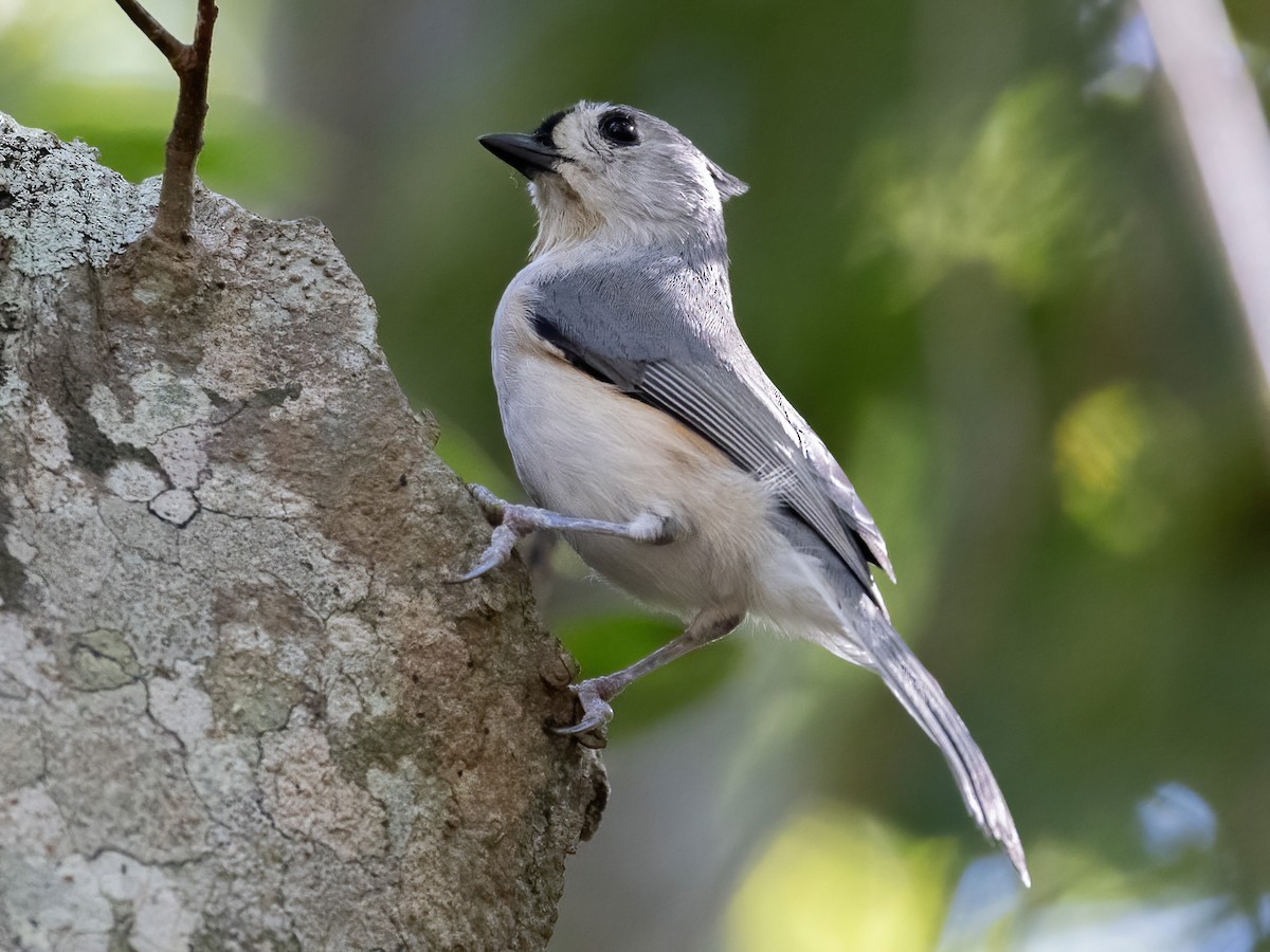 Tufted Titmouse - ML643797209