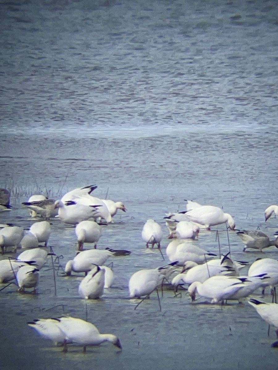Snow Goose - ML643797217
