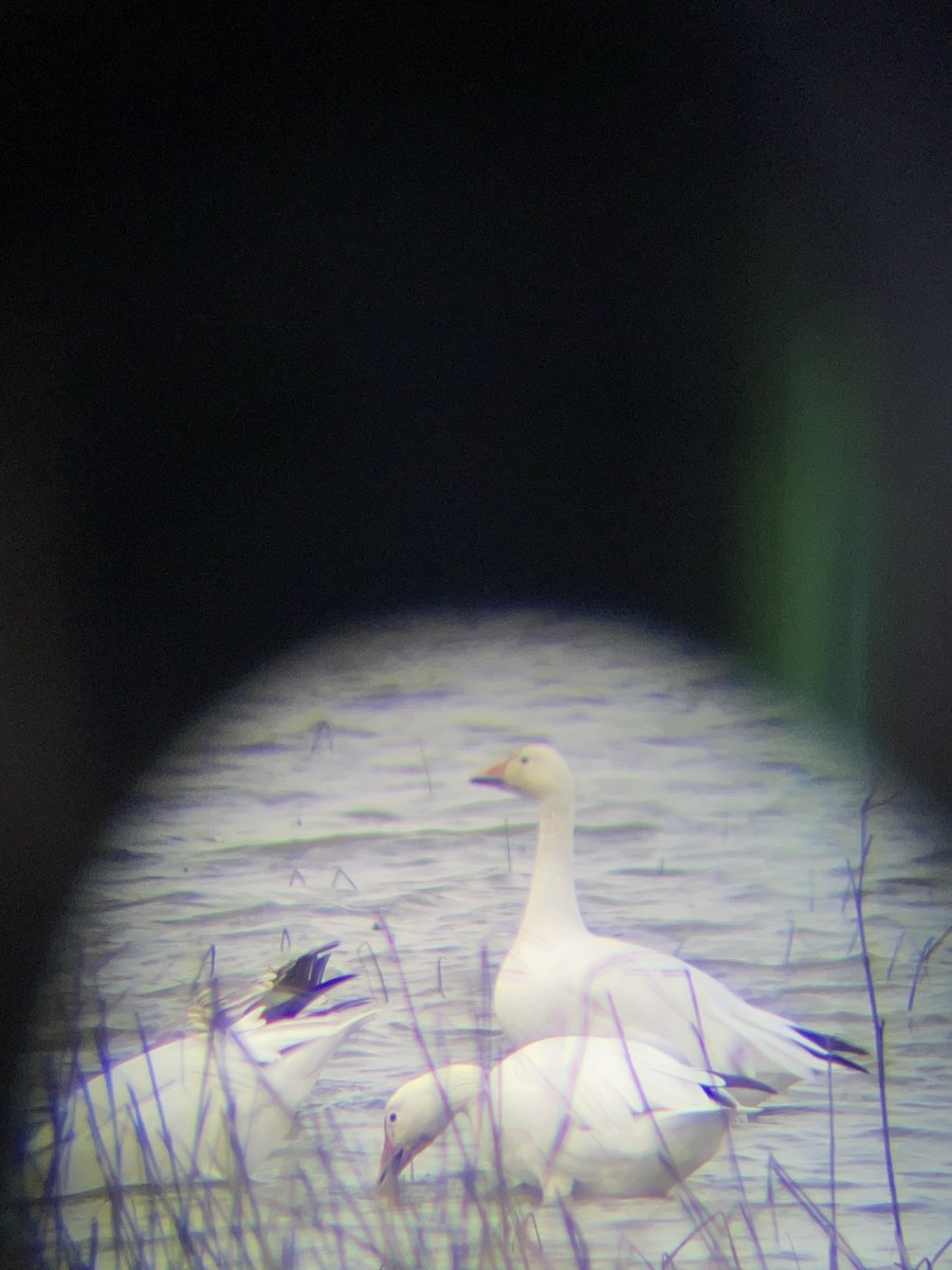 Snow Goose - ML643797218