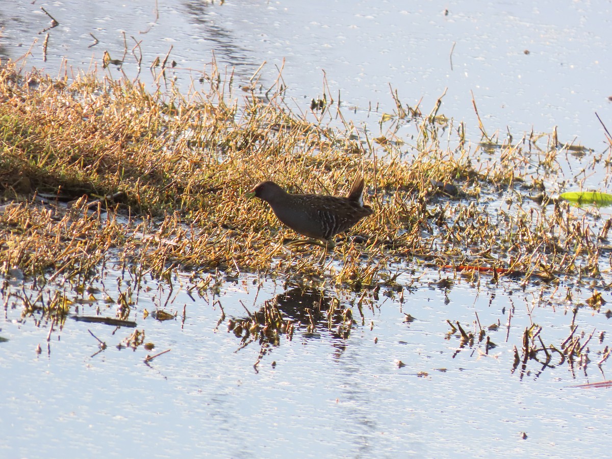 ミナミヒメクイナ - ML643797220