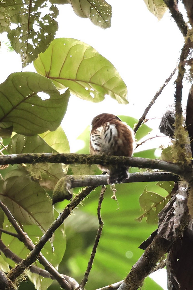 Andean Pygmy-Owl - ML643797234
