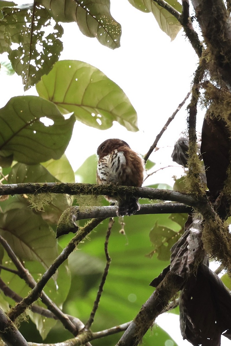 Andean Pygmy-Owl - ML643797235