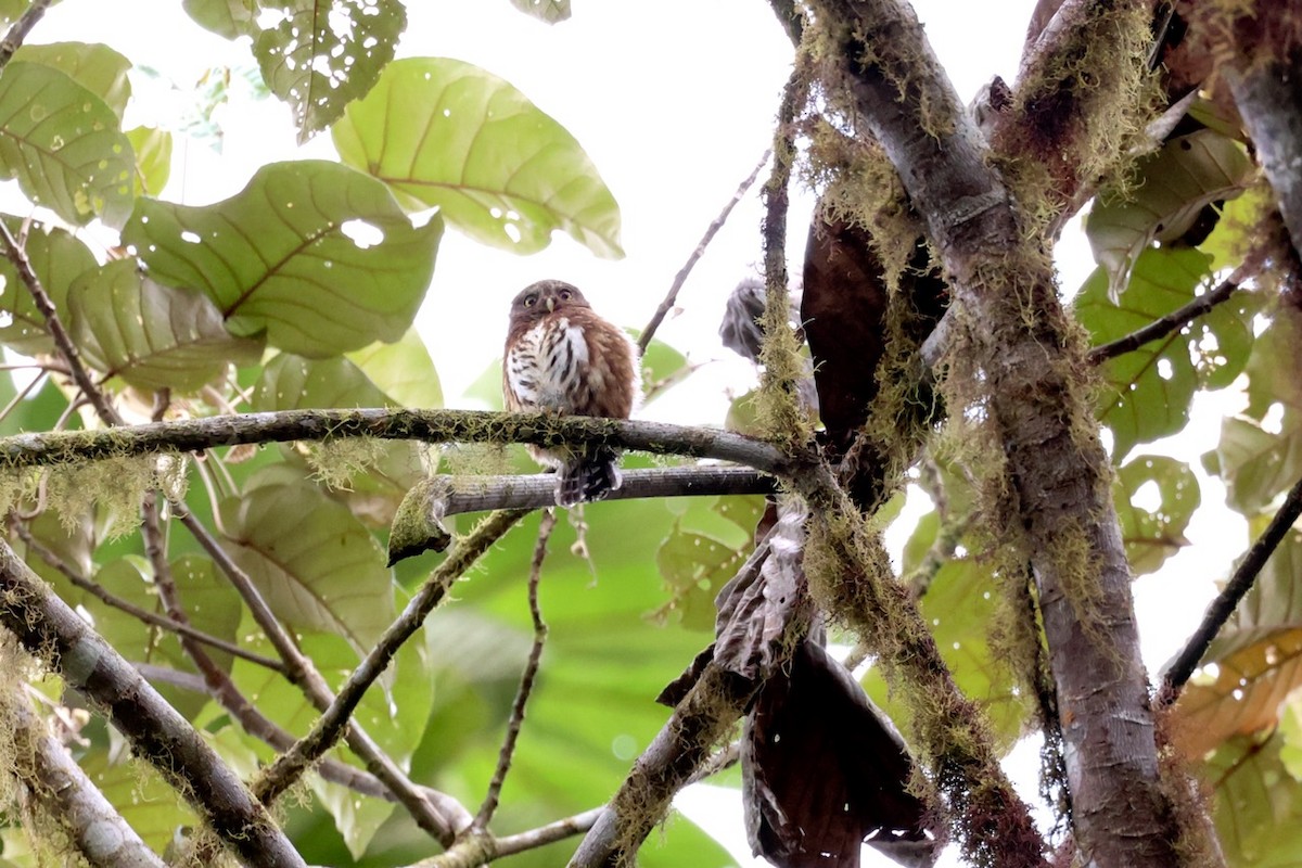 Andean Pygmy-Owl - ML643797236