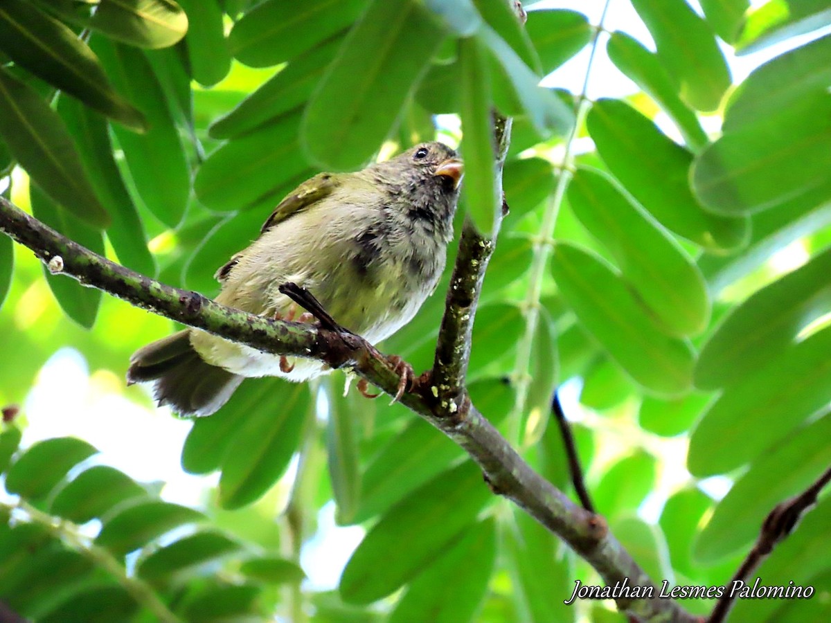 Black-faced Grassquit - ML643797249