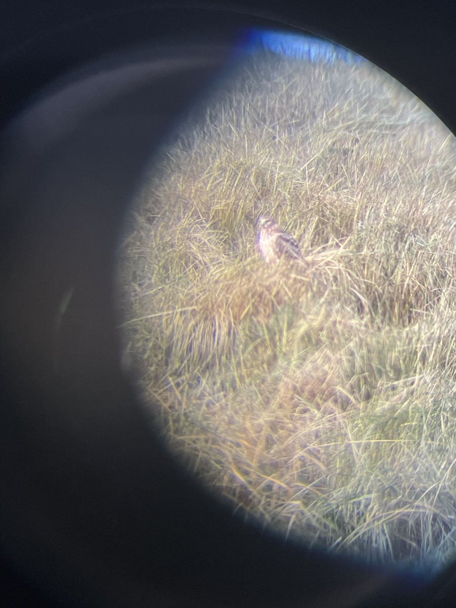 Northern Harrier - ML643797251