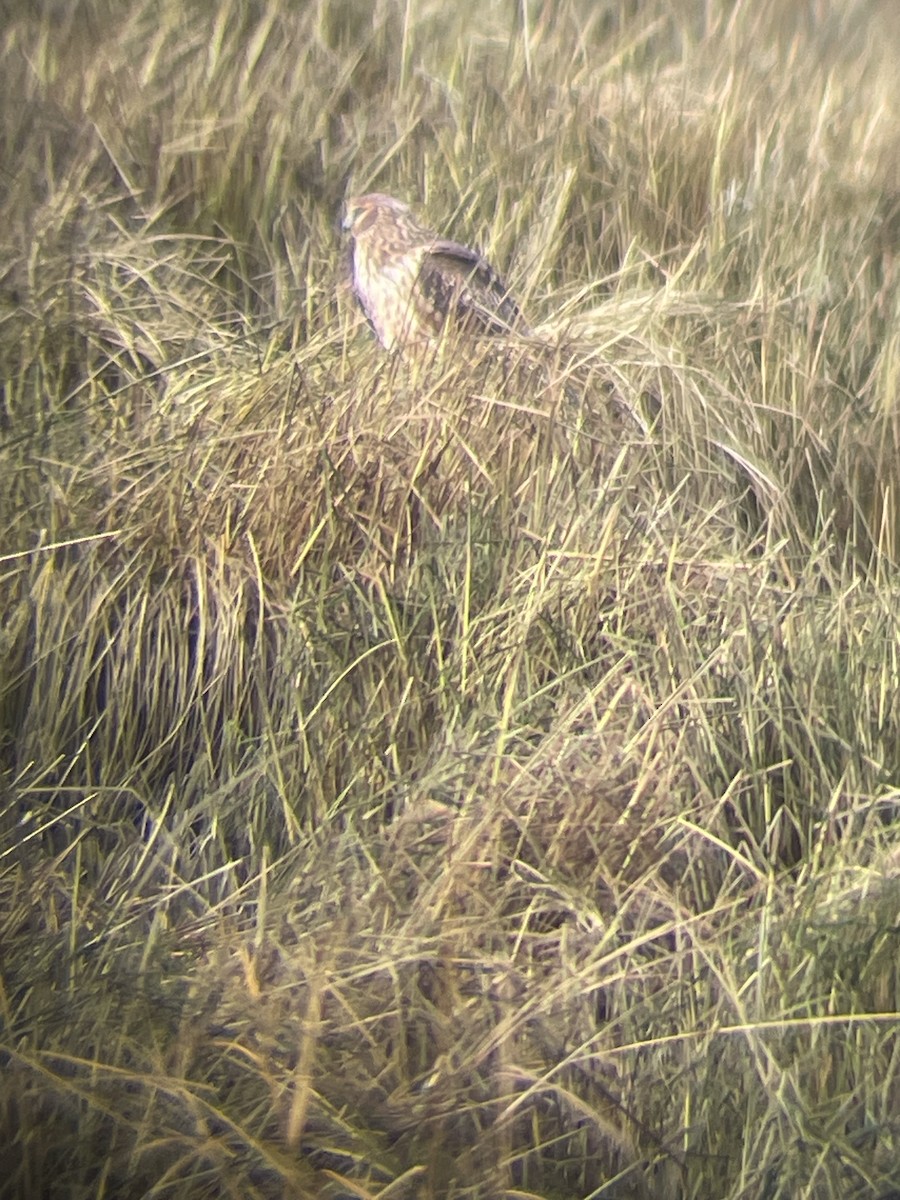 Northern Harrier - ML643797252