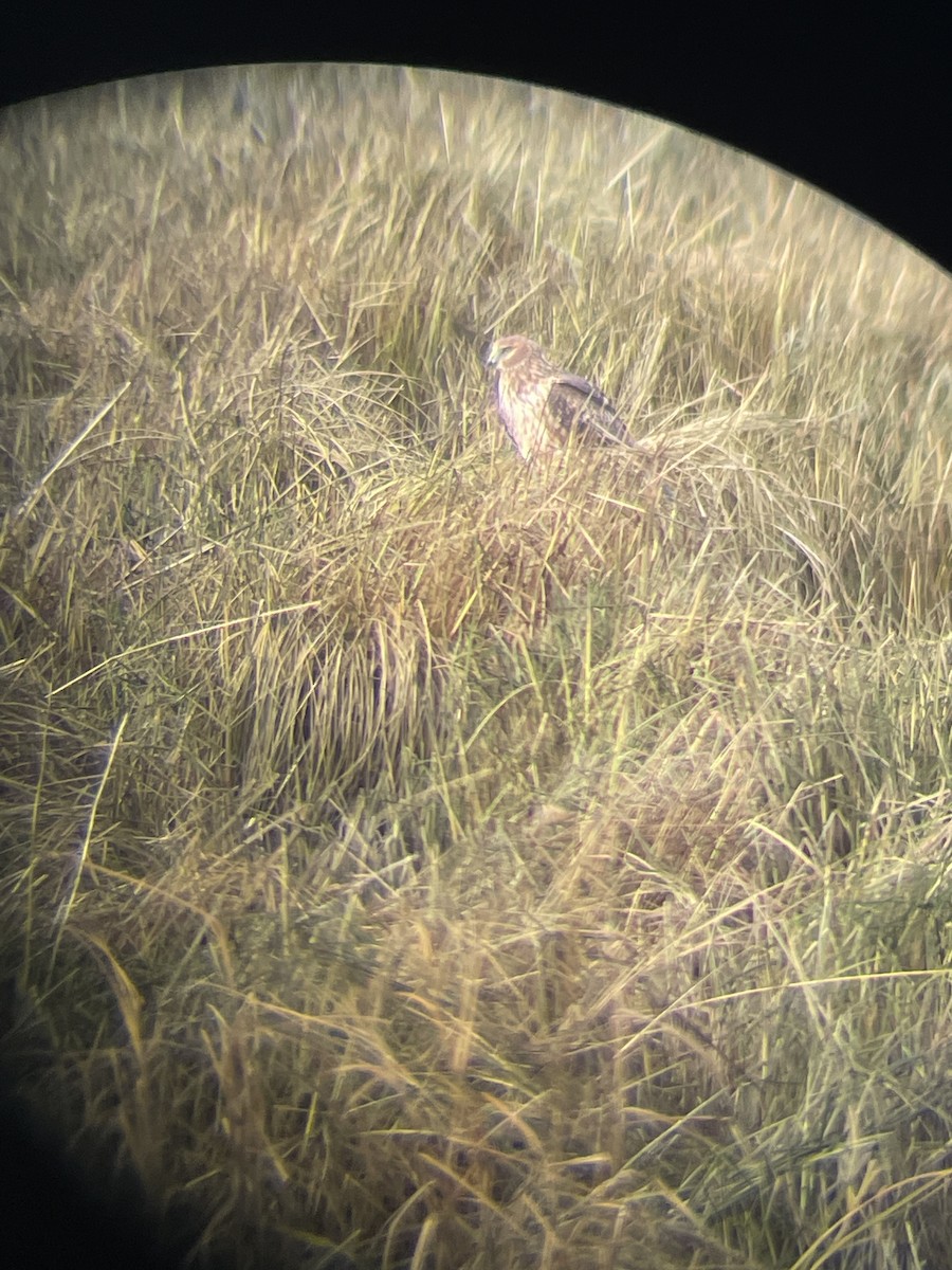 Northern Harrier - ML643797253
