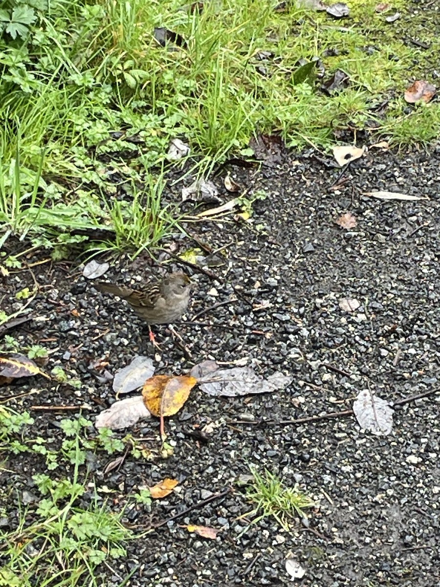 Golden-crowned Sparrow - ML643797288