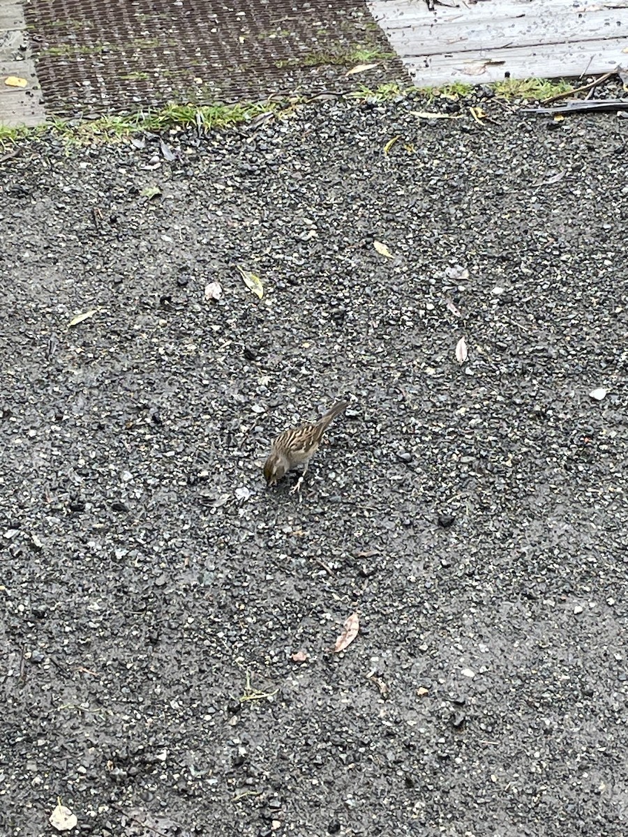 Golden-crowned Sparrow - ML643797289