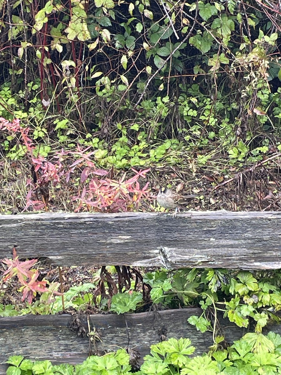 Golden-crowned Sparrow - ML643797290