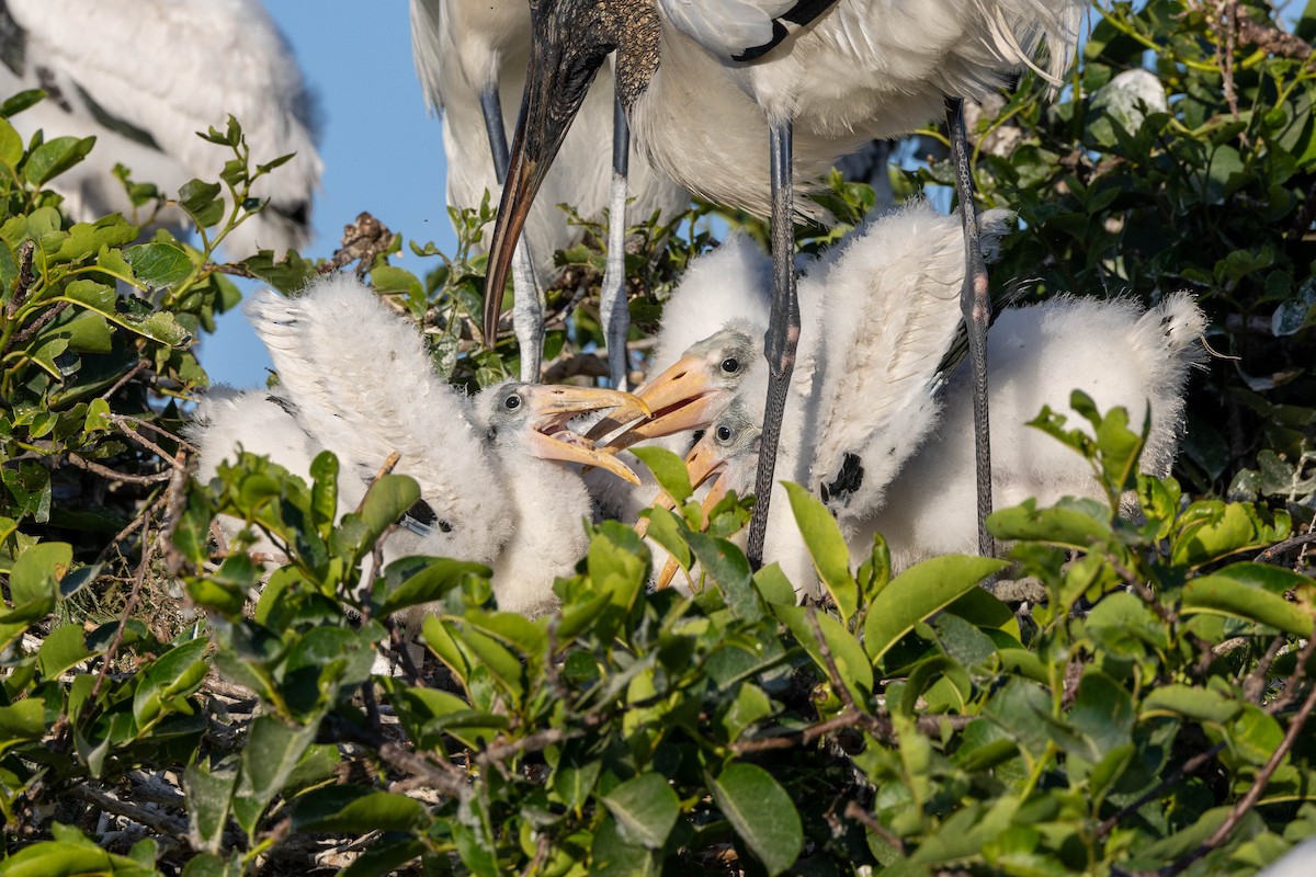 Wood Stork - ML643797301