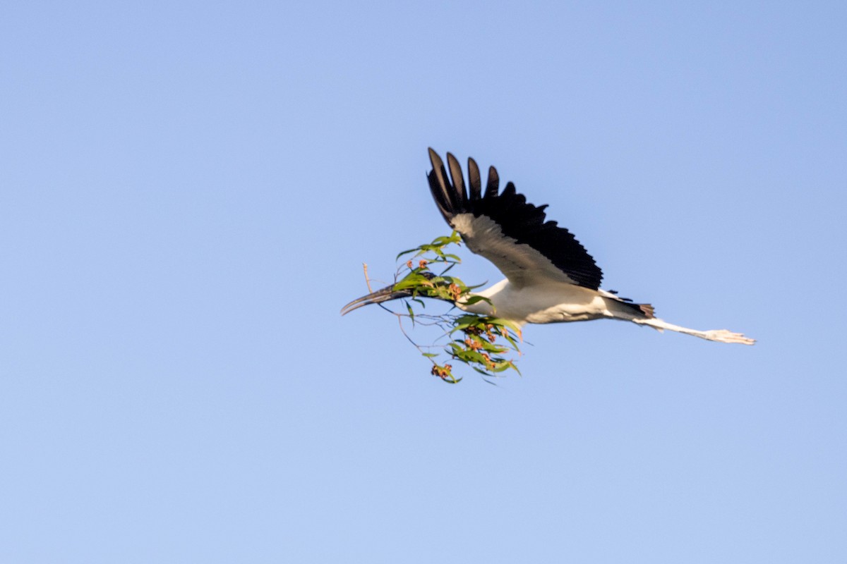 Wood Stork - ML643797302
