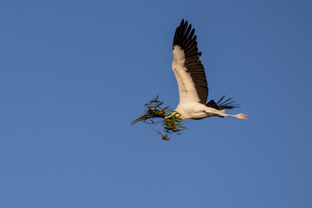 Wood Stork - ML643797303