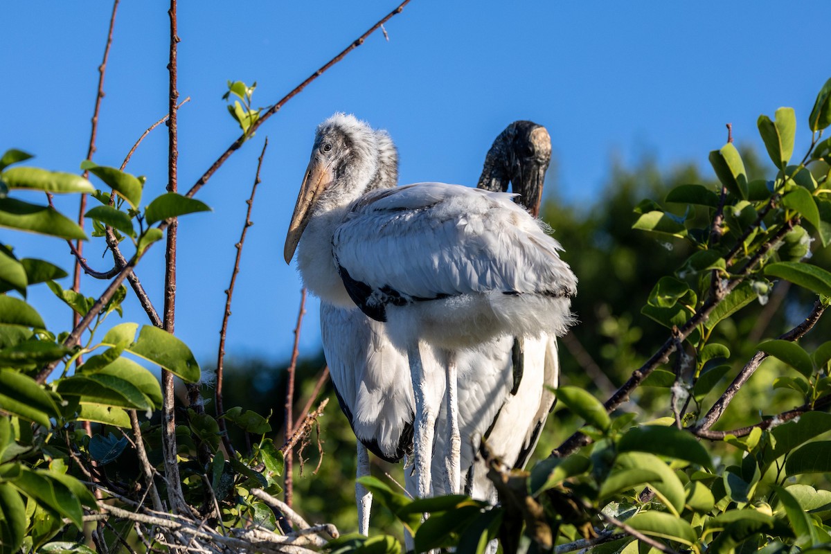 Wood Stork - ML643797304