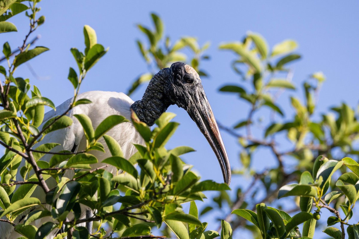 Wood Stork - ML643797305