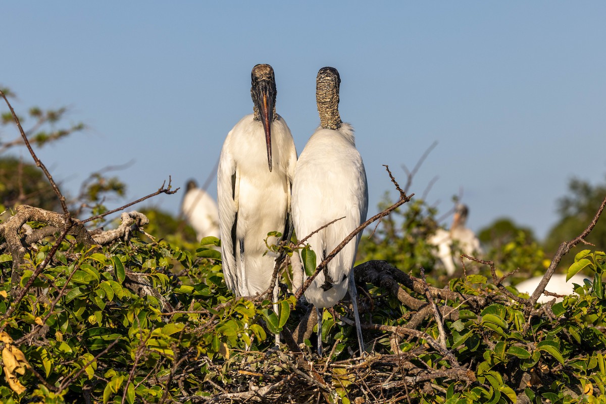 Wood Stork - ML643797307